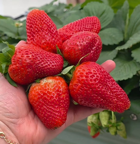 Sweet Ann Strawberry Seedlings 10 Pots