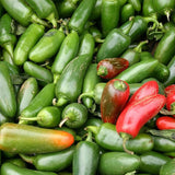 Pepper Seeds - Hot - Jalapeno M