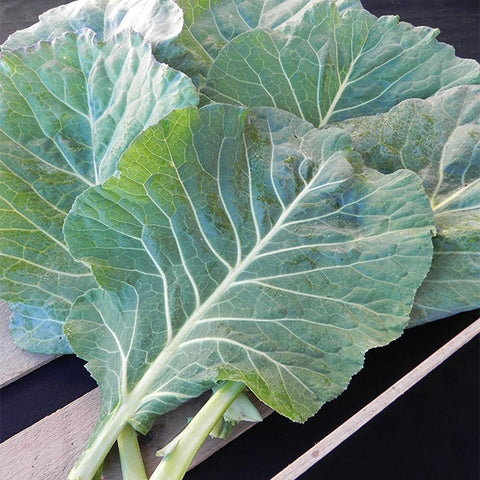 Collard Greens – Top Bunch 2.0 F1