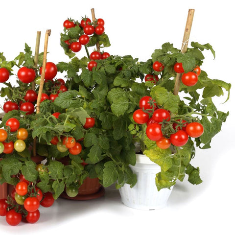 Tiny Tommy Dwarf Tomato Seeds