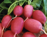 Radish Seeds - Lady Slipper