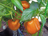 Pepper Seeds - Sweet - Horizon Orange