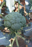 Organic Broccoli Calabrese Natalino Seeds
