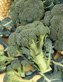 Organic Broccoli Calabrese Natalino Seeds