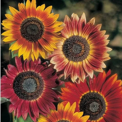 Sunflower Seeds - Indian Blanket