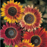 Sunflower Seeds - Indian Blanket