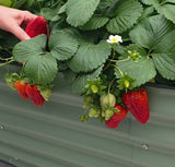 Sweet Ann Strawberry Seedlings 10 Pots