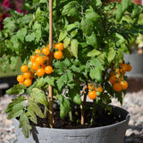 Tomato Seeds- Sweet ’n Neat Lemon Sherbet F1