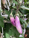 Eggplant Seeds - Bride F1