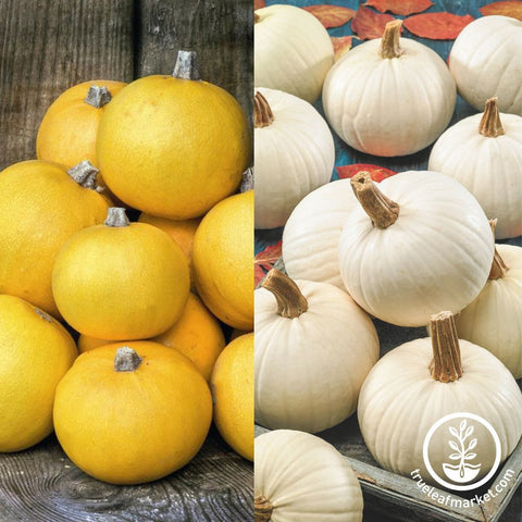 Pumpkin Seeds - Autumn Moon  F1 and Ghoulie F1 Mix