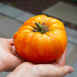 Tomato Seeds - Slicing - Pineapple (Organic)