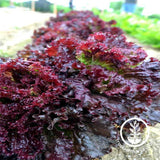 Lettuce Seeds - Leaf - Ruby Red AAS winner