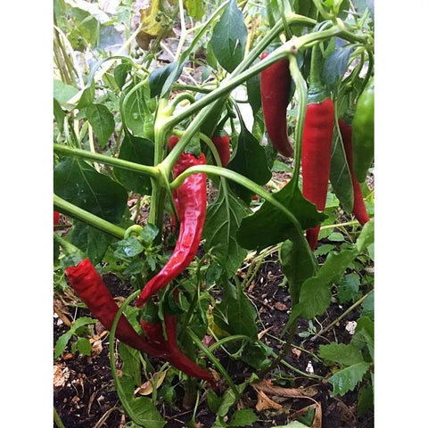 Hot - Cayenne Thick - pepper seeds