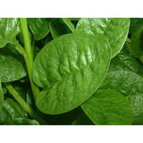 Malabar Spinach Seeds - Green Vines Supreme