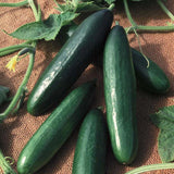 Cucumber Seeds - Diva Hybrid AAS winner