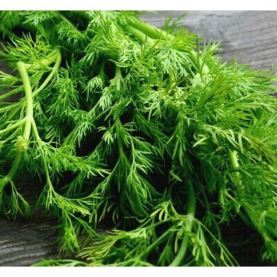 Dill Seeds - Mammoth Long Island