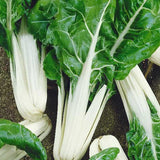 SWISS CHARD WHITE SILVER 2