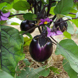 VALENCE AUBERGINE RONDE DE VALENCE