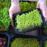 Seeds and Microgreens Starting Mix
