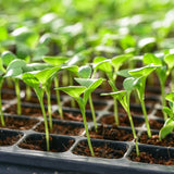 Seeds and Microgreens Starting Mix