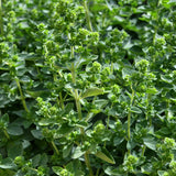 OREGANO GREEK