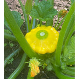 Y-STAR F1 ORGANIC