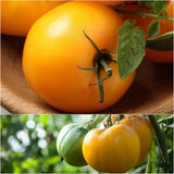Salad - Jubilee -AAS winner Tomato Seeds