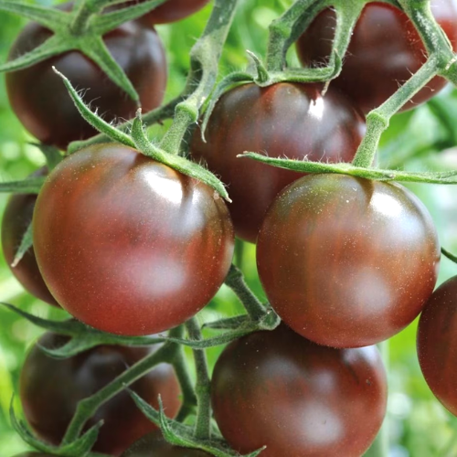 طماطم كرز الكاكاو