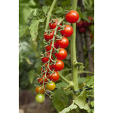 Cherry - Gardener's Delight - Tomato Seeds