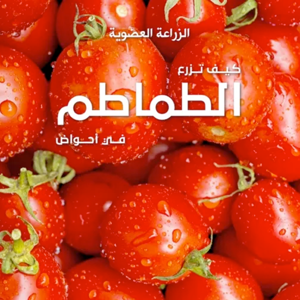 كيفية زراعة الطماطم في الأحواض