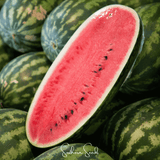 رقي كونجو العملاق