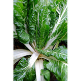 SWISS CHARD WHITE SILVER 2