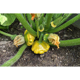 Y-STAR F1 ORGANIC